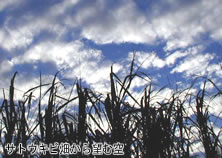 イメージ写真：サトウキビ畑から望む空