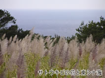 イメージ写真：サトウキビの花と東シナ海